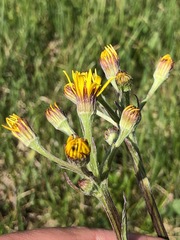 Tephroseris helenitis