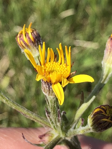 Image of Tephroseris helenitis by (c) Thomas Ebner, some rights reserved (CC BY)