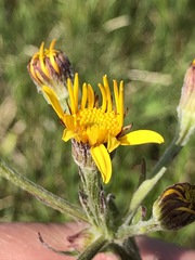 Tephroseris helenitis