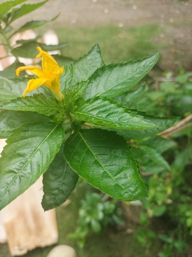 Yellow alder