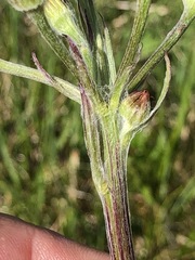 Tephroseris helenitis