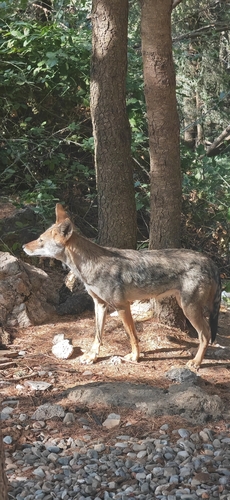 African Wolf