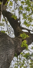 Sitta europaea