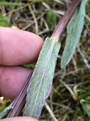 Tephroseris helenitis