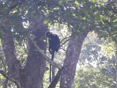 Semnopithecus johnii