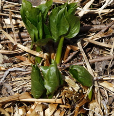 Trillium camschatcense