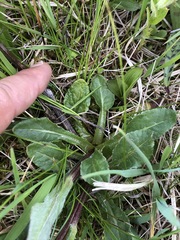 Tephroseris helenitis