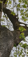 Sitta europaea