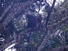 Semnopithecus johnii