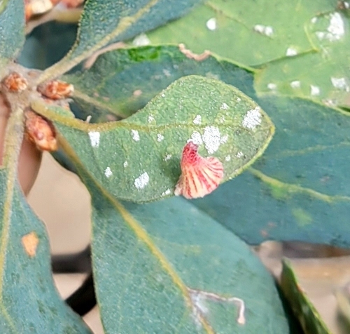 iNaturalist observation photo of Striped Volcano Gall Wasp