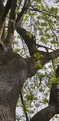 Sitta europaea