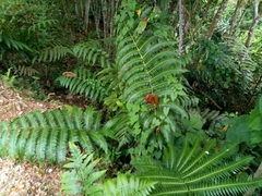 Cnemidaria