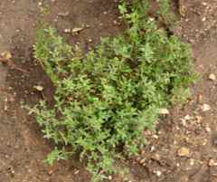 Angiospermae