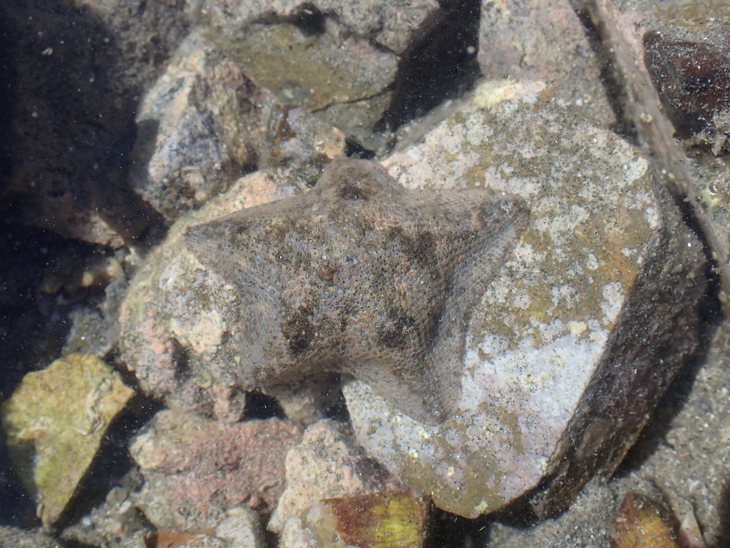 Cryptasterina pentagona