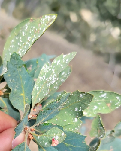 iNaturalist observation photo of Microstroma album