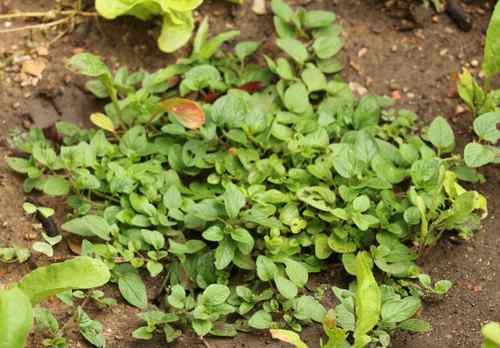 Italian Oregano