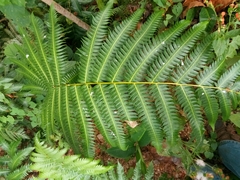 Cnemidaria