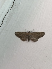 Eupithecia abbreviata