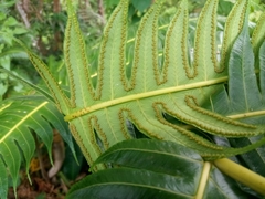 Cnemidaria