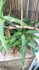 Aloe vera