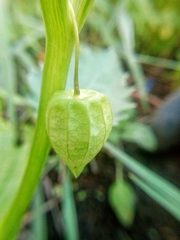 Physalis angulata