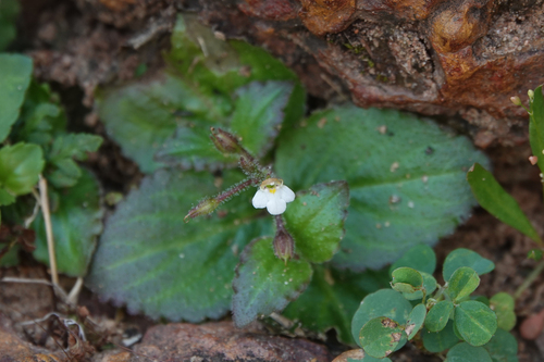 Yamazakia viscosa observed 2026-07-19
