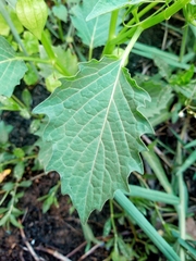 Physalis angulata