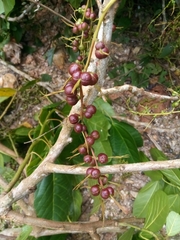 Alchornea latifolia