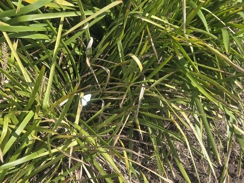 Small White