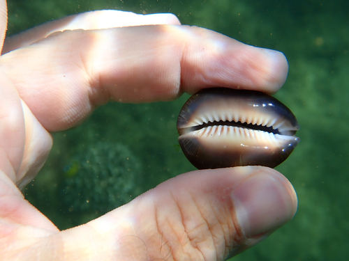 Monetaria caputserpentis observed 2026-08-20