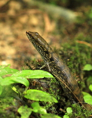 Tropidophorus beccarii