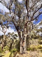 Eucalyptus gomphocephala