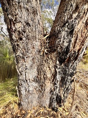 (c) pimelea, some rights reserved (CC BY) Eucalyptus gomphocephala, photograph (c) pimelea, some rights reserved (CC BY)