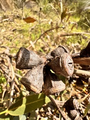 (c) pimelea, some rights reserved (CC BY) Eucalyptus gomphocephala, photograph (c) pimelea, some rights reserved (CC BY)