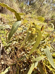 (c) pimelea, some rights reserved (CC BY) Eucalyptus gomphocephala, photograph (c) pimelea, some rights reserved (CC BY)