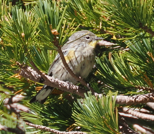 iNaturalist observation photo of Yellow-rumped Warbler