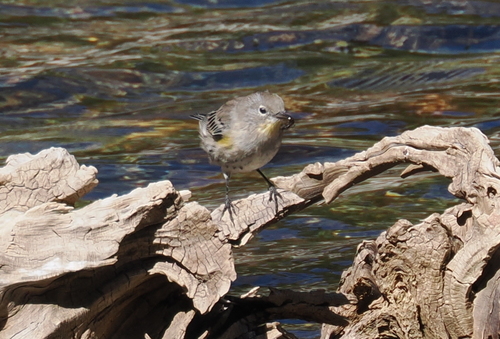 iNaturalist observation photo of Yellow-rumped Warbler