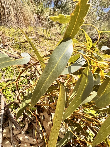 Eucalyptus gomphocephala, photograph 5