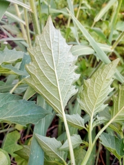 Physalis angulata