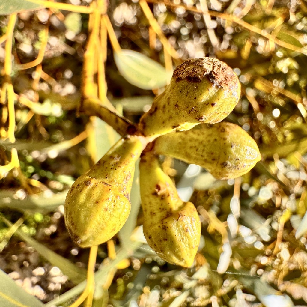 Eucalyptus gomphocephala; photograph (c) pimelea, some rights reserved (CC BY)