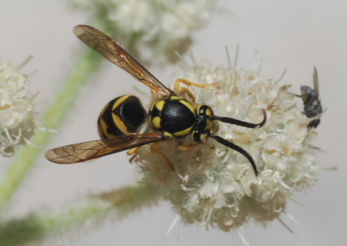 iNaturalist observation photo of Common Aerial Yellowjacket
