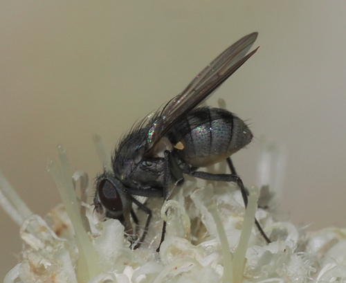 iNaturalist observation photo of Leucopis