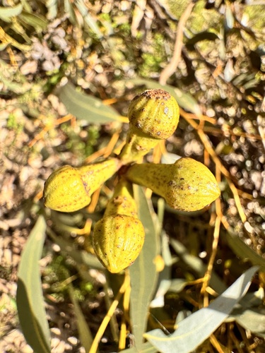 Eucalyptus gomphocephala, photograph 6