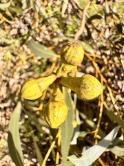 Eucalyptus gomphocephala, photograph (c) pimelea, some rights reserved (CC BY)