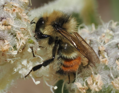 iNaturalist observation photo of Great Basin Bumble Bee