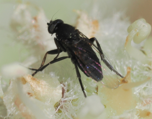 iNaturalist observation photo of Phora