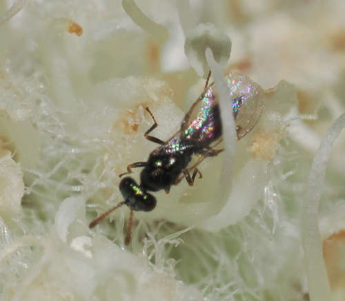 iNaturalist observation photo of Chalcidoid Wasps
