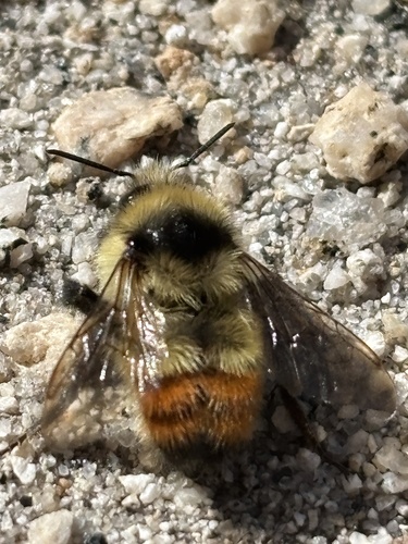 iNaturalist observation photo of Great Basin Bumble Bee