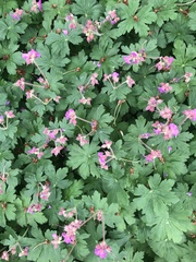 Geranium macrorrhizum