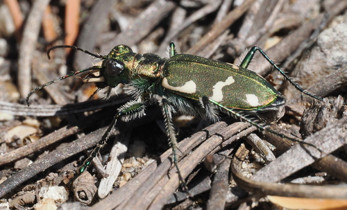 iNaturalist observation photo of Boreal Long-lipped Tiger Beetle